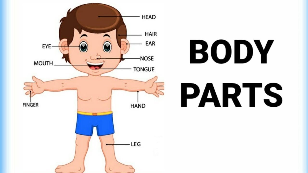 Human Body Parts Name Wisdom Academy